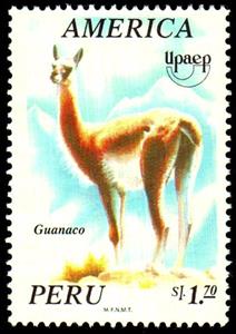 Stamp, Guanaco (Lama guanicoe), Peru,  , Mammals, Camels, Animals (Fauna)