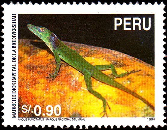 Spotted Anole (Anolis punctatus)