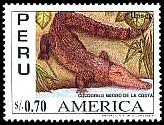 American Crocodile (Crocodylus acutus) 