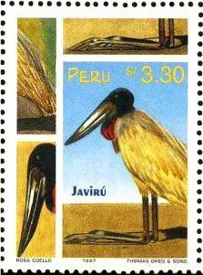 Jabiru (Jabiru mycteria)