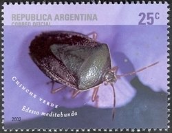 Green and Brown Stink Bug (Edessa meditabunda)