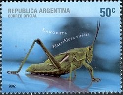Grashopper (Elaechlora viridis)