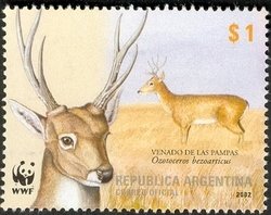 Pampas Deer (Odocoileus bezoarticus)