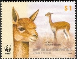 Vicuna (Vicugna vicugna)
