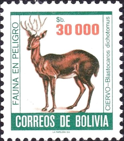 Marsh Deer (Blastocaros dichotomus)