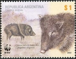 Chacoan Peccary (Catagonus wagneri) 