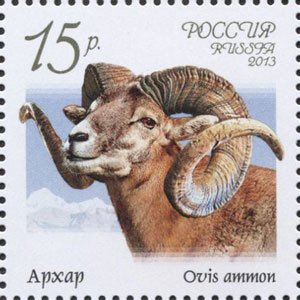 Argali (Ovis ammon)