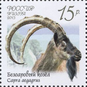 Bezoar (Capra aegagrus)