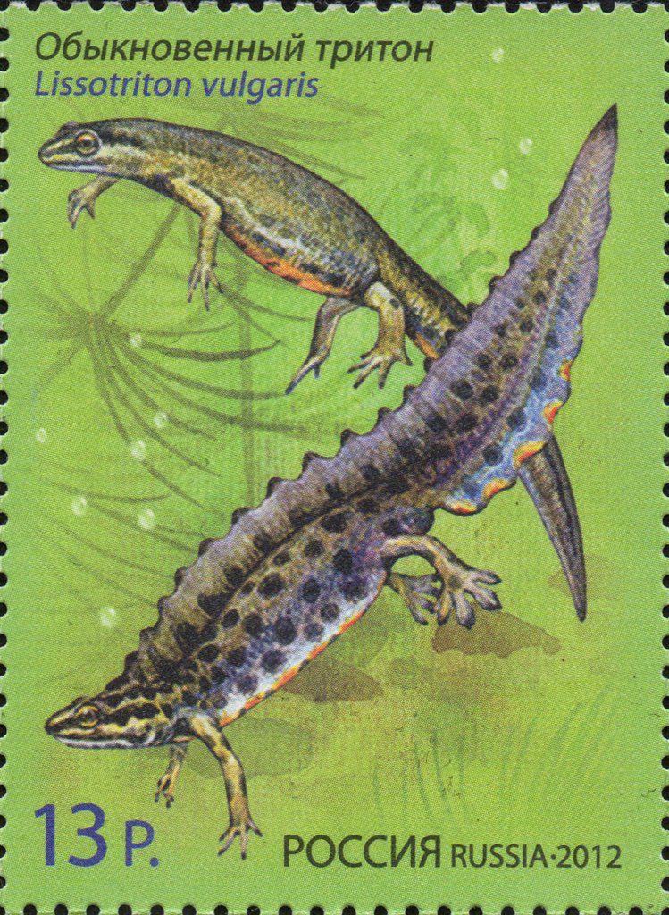 Smooth Newt (Lissotriton vulgaris)