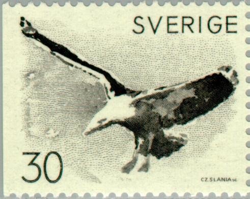 Great Black-backed Gull (Larus marinus)