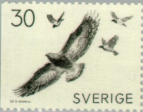 Golden Eagle (Aquila chrysaetus)