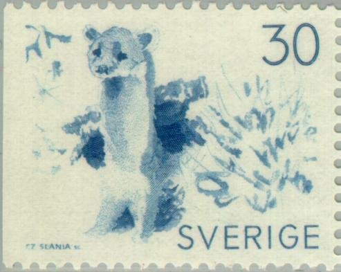 Stoat (Mustela erminea)
