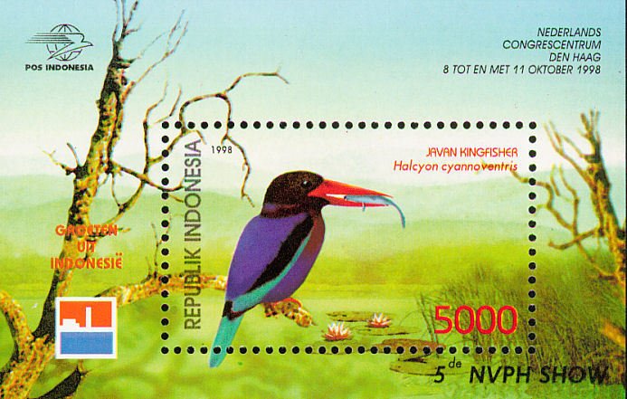Javan Kingfisher (Halcyon cyanoventris)