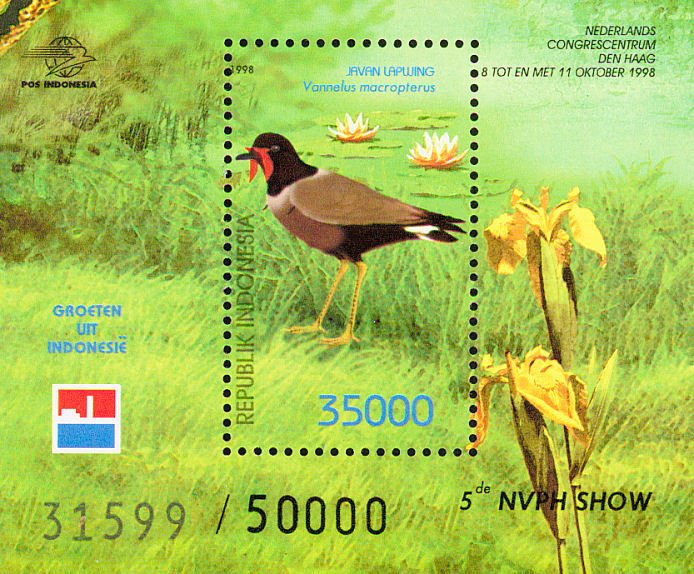 Javan Lapwing (Vanellus macropterus)