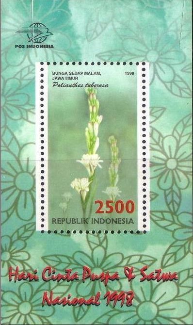 Flora and Fauna- Polianthes tuberosa