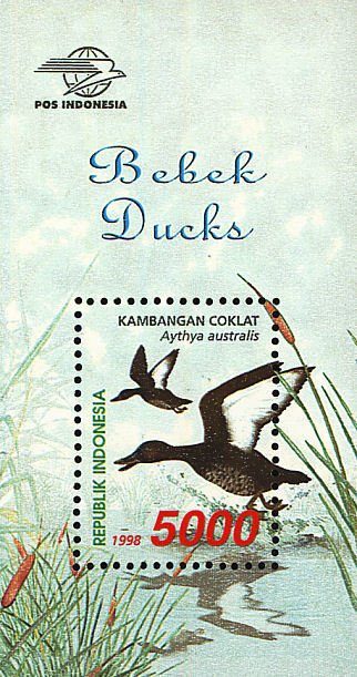 White-eyed Duck (Aythya australis)