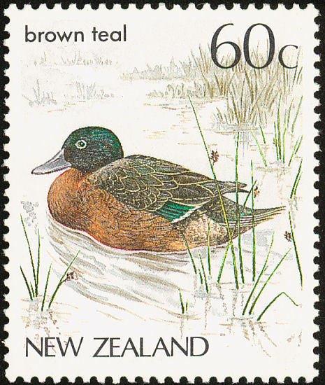 Auckland Islands Teal (Anas aucklandica)