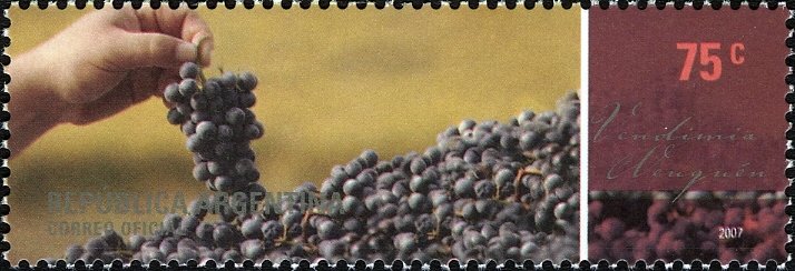 Grape Harvest