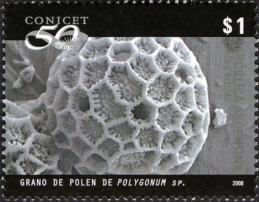 Polygonum sp.