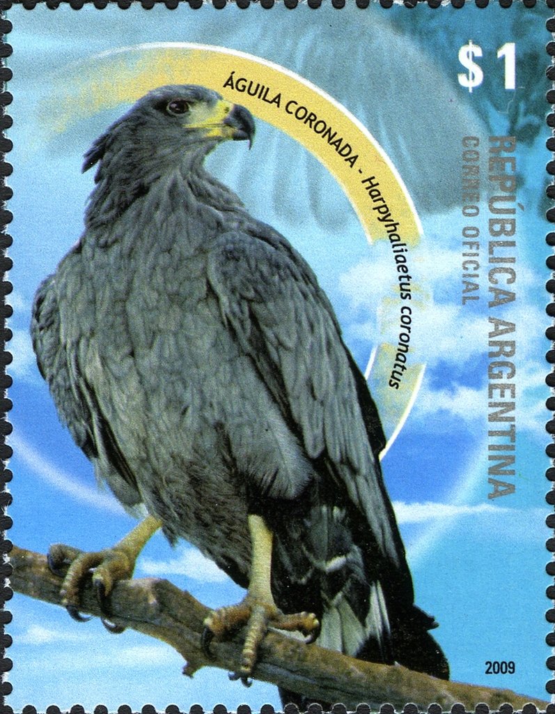 Crowned Solitary Eagle (Harpyhaliaetus coronatus) 