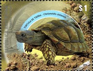 Stamp, Chaco Tortoise  (Geochelone chilensis) , Argentina,  , Reptiles, Turtles, Animals (Fauna)