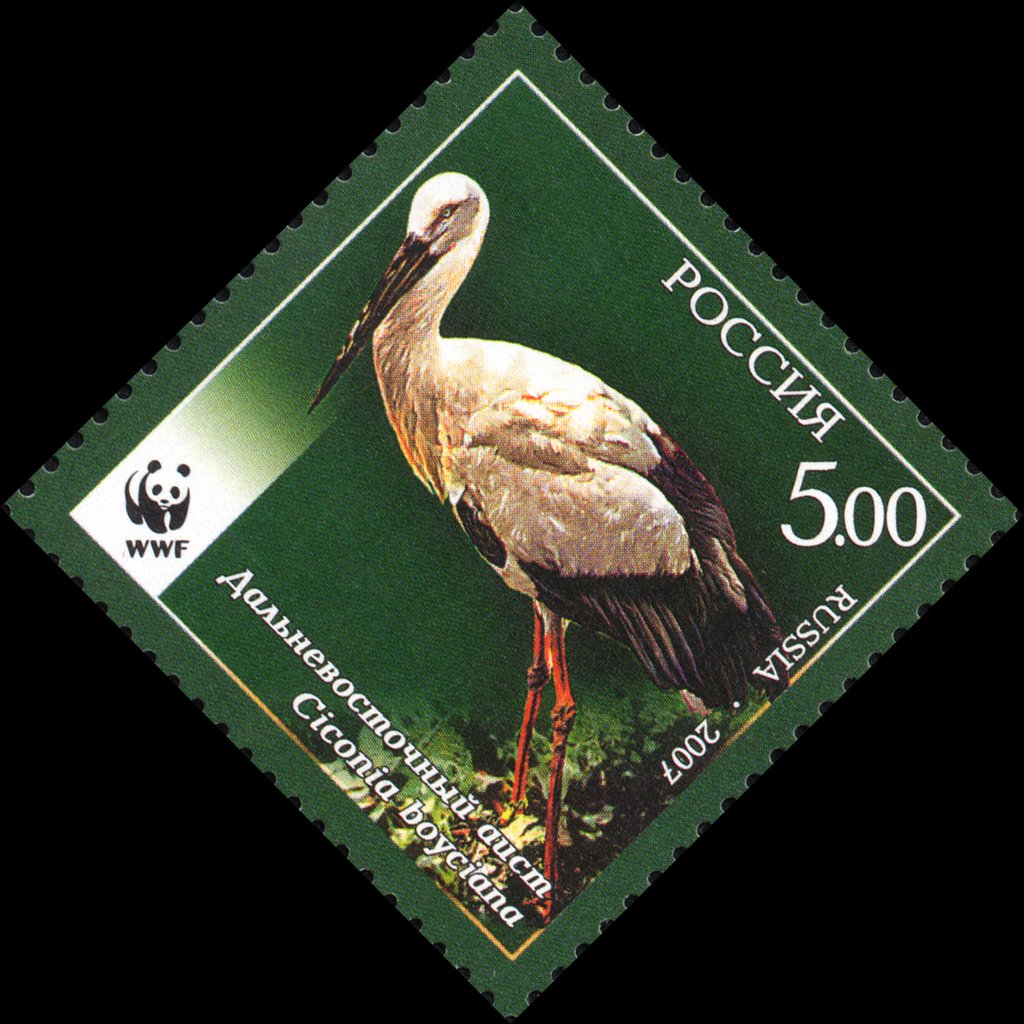 Oriental White Stork (Ciconia ciconia boyciana)