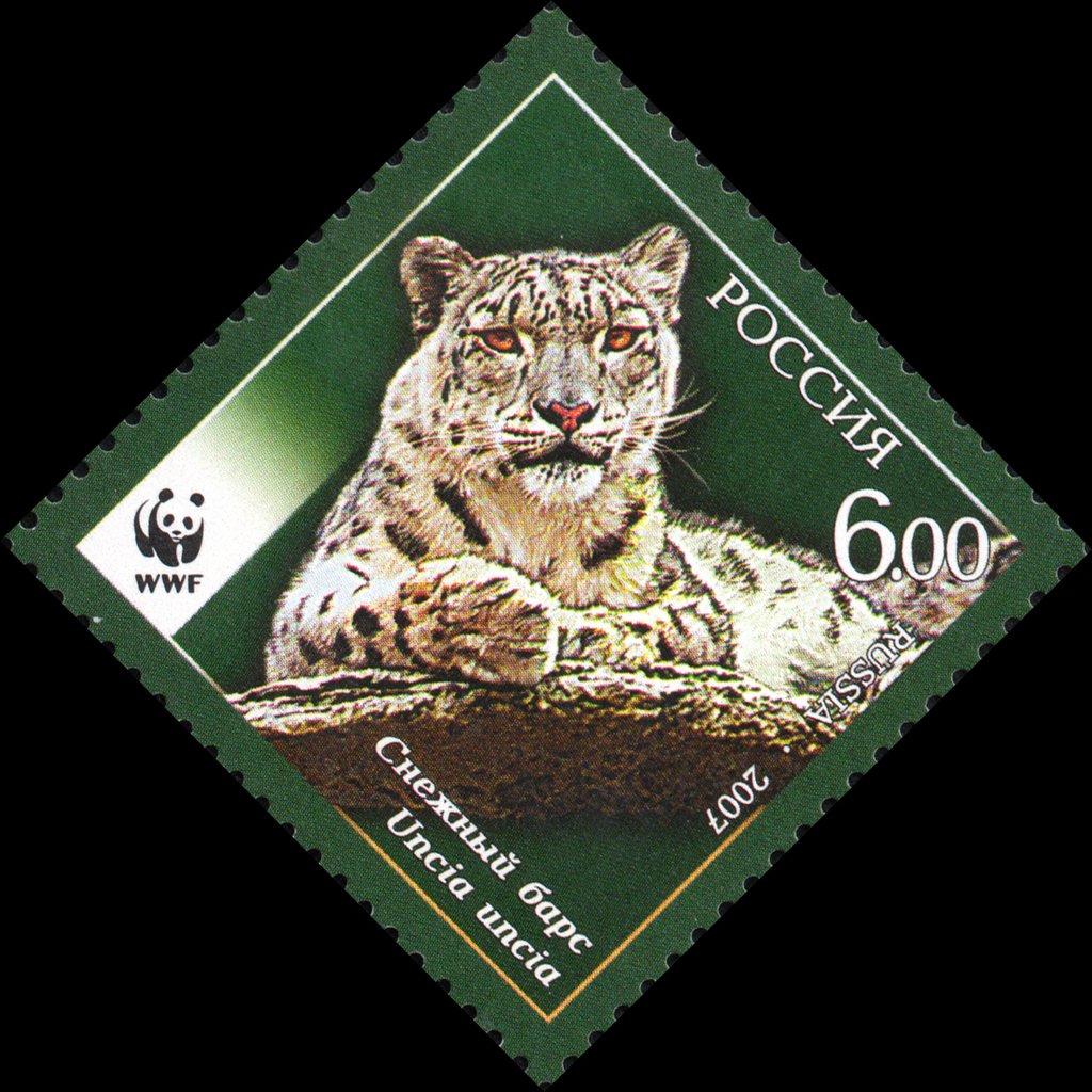Snow Leopard (Panthera uncia)