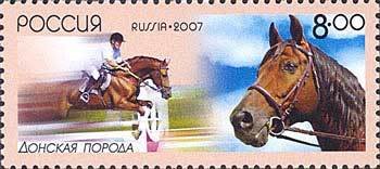 Don Horse (Equus ferus caballus)