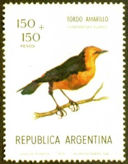 Saffron-crowled Blackbird (Xanthopsar flavus)