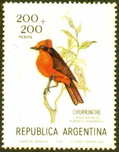 Vermilion Flycatcher (Pyrocephalus rubinus)