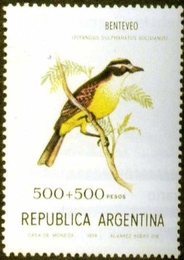 Great Kiskadee (Pitangus sulphuratus ssp. bolivianus)