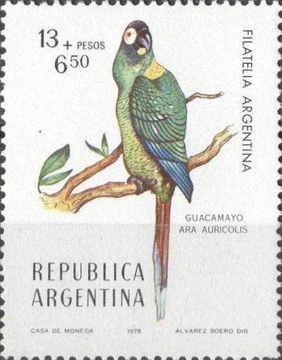 Yellow-collared Macaw (Ara auricolis)
