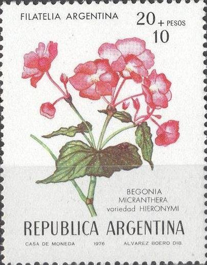 Begonia