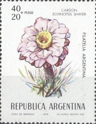 Cardón