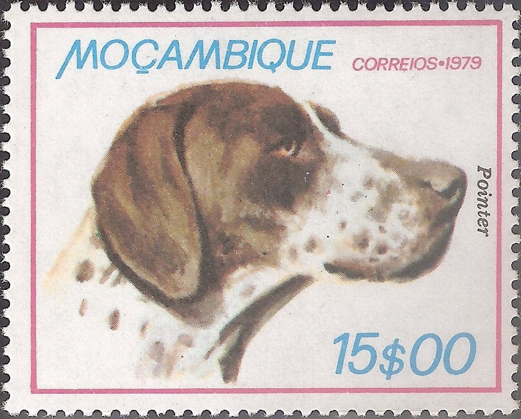 English Pointer (Canis lupus familiaris)