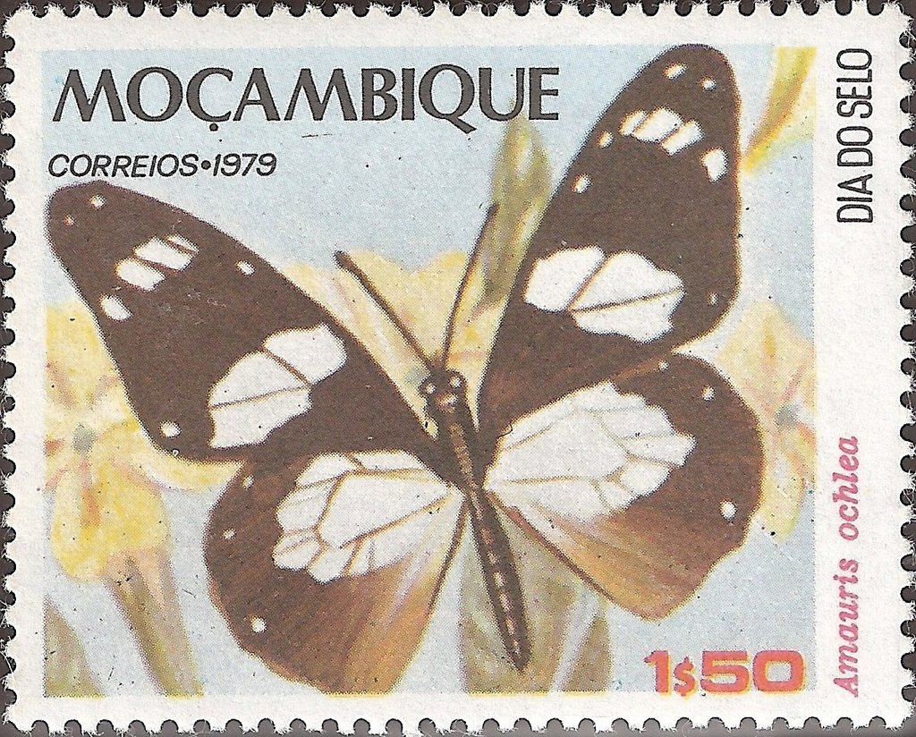 Novice (Amauris ochlea)