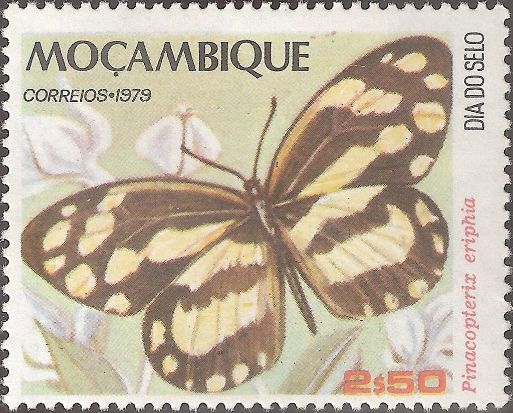 Zebra White (Pinacopterix eriphia)