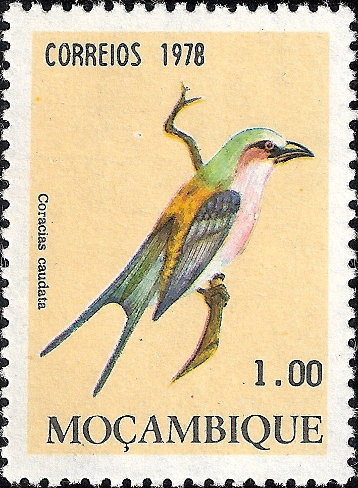 Lilac-breasted Roller (Coracias caudatus)