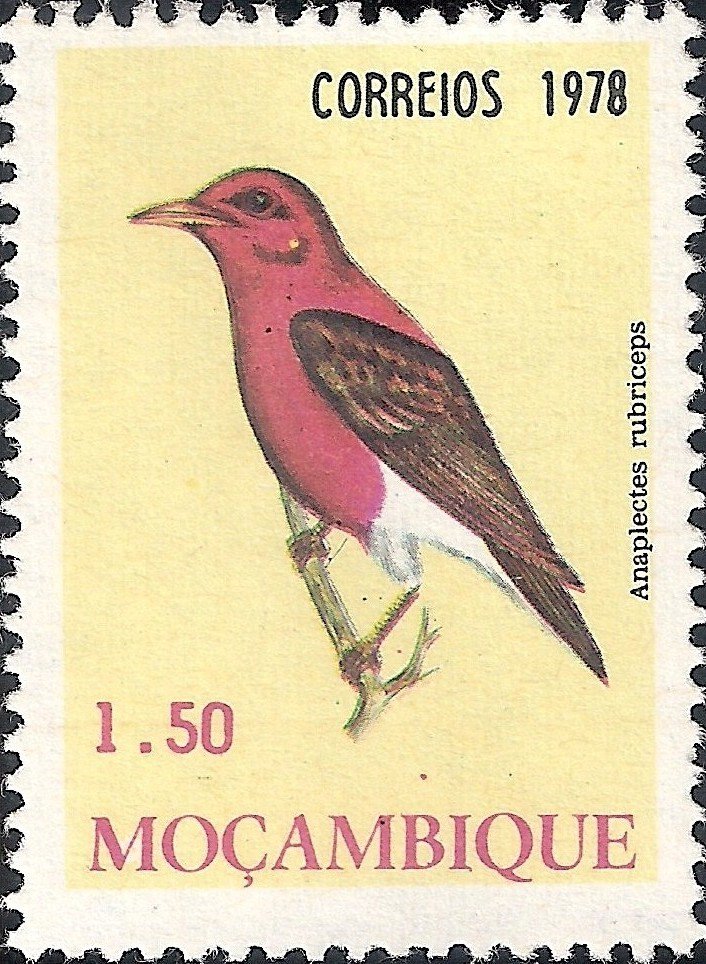 Red-headed Weaver (Anaplectes rubriceps)