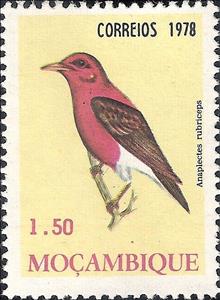Stamp, Red-headed Weaver (Anaplectes rubriceps), Mozambique,  , Birds, Animals (Fauna)
