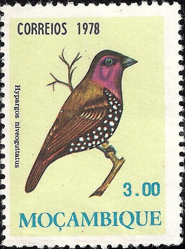 Red-throated Twinspot (Hypargos niveoguttatus)