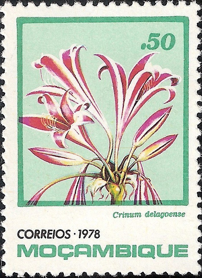 Crinum delagoense