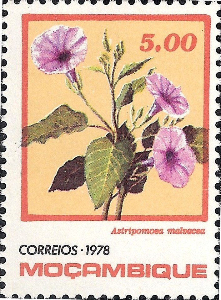 Astripomea malvacea