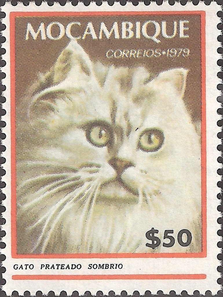 Domestic Cat (Felis silvestris catus)