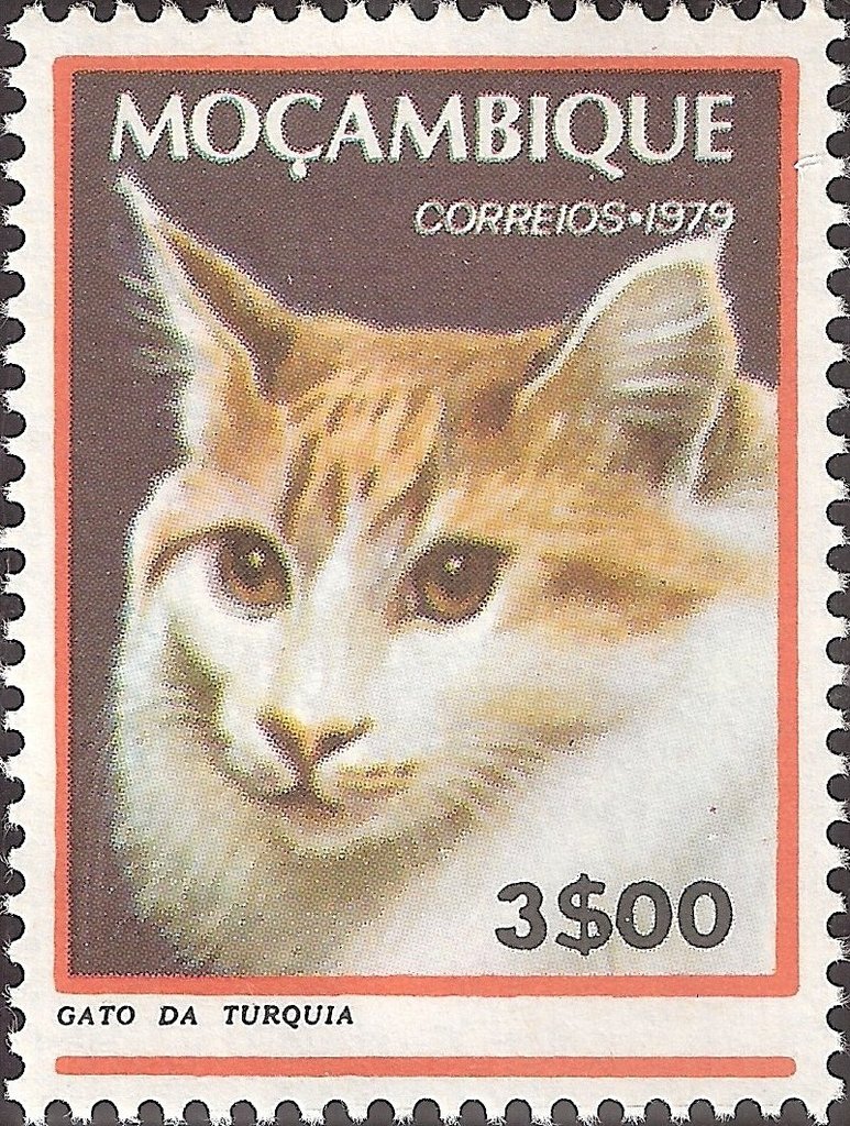 Domestic Cat (Felis silvestris catus)