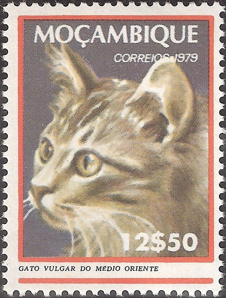 Domestic Cat (Felis silvestris catus)