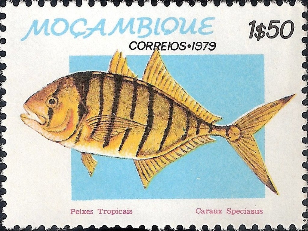 Golden Trevally (Caranx speciosus)