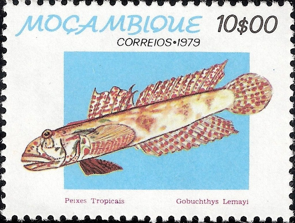 Bony Fish (Gobiichthys lemayi)