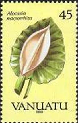 Alocasia macrorrhiza