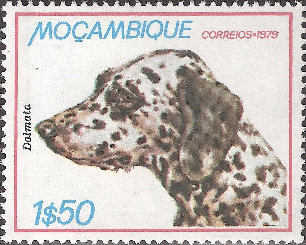 Dalmatian Dog (Canis lupus familiaris)